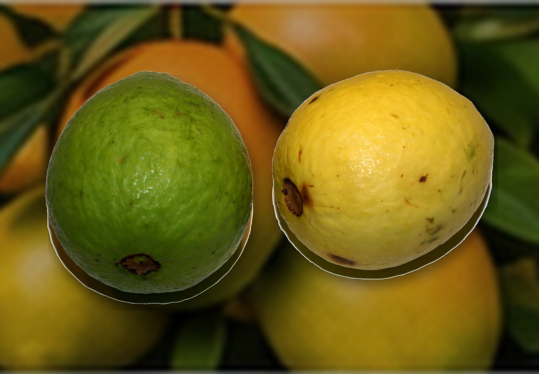 Egyptian Guava