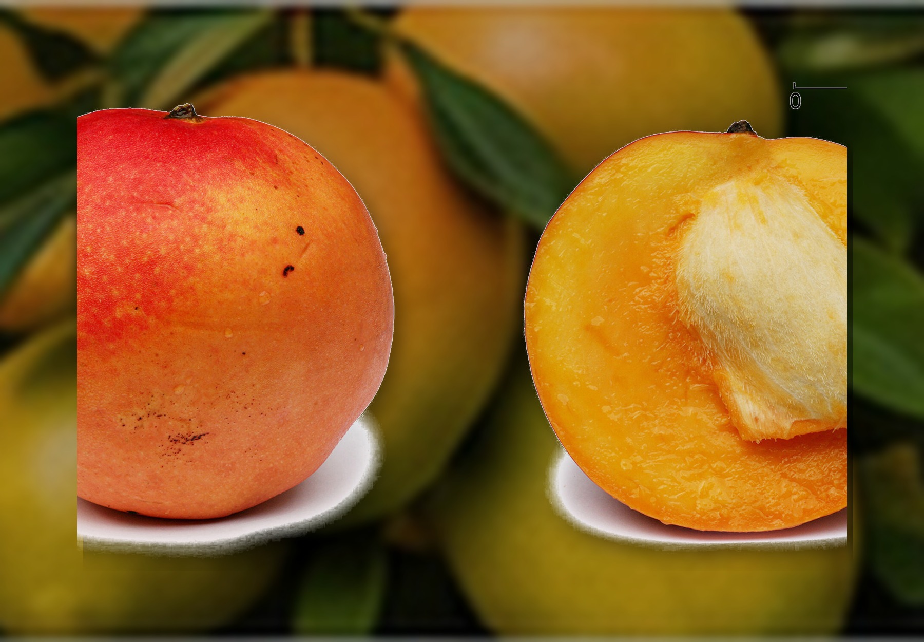 Egyptian Mangoes