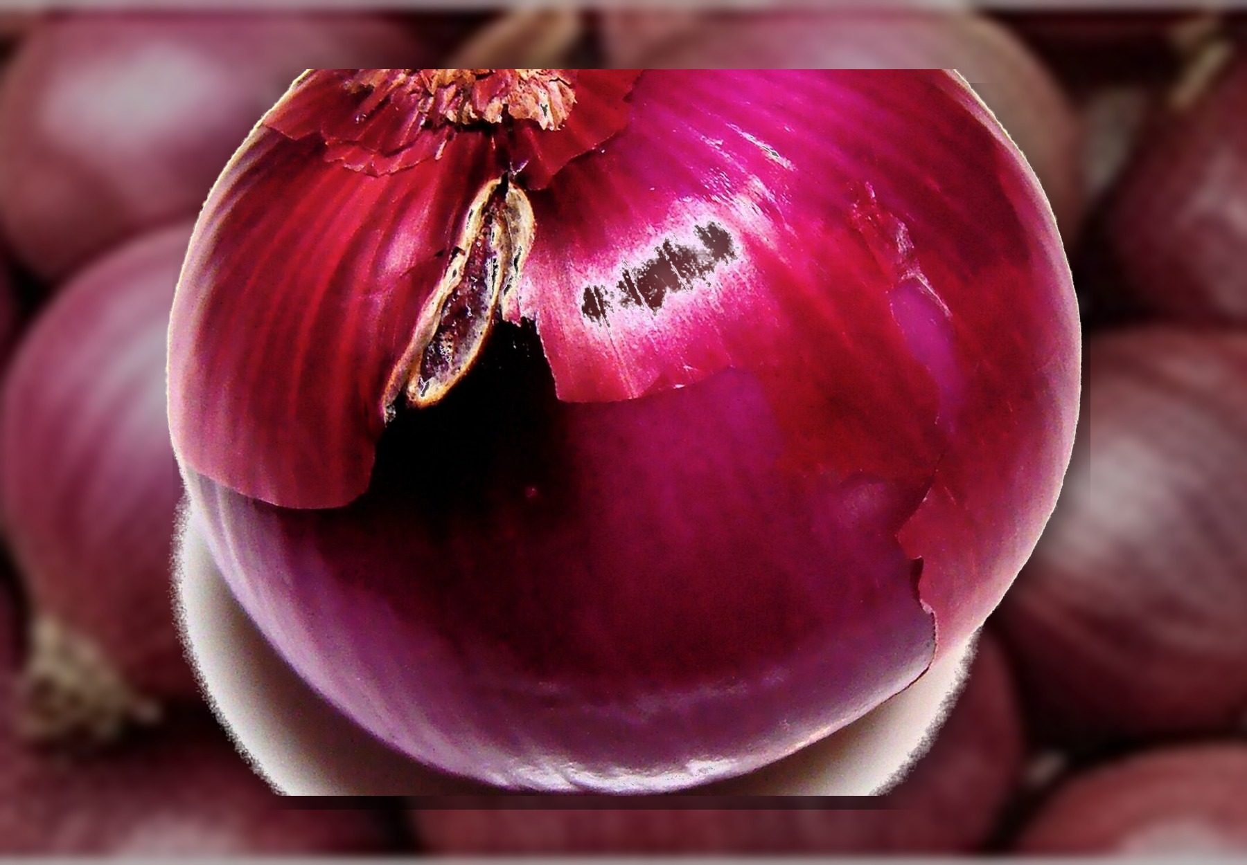 Egyptian Red Onions