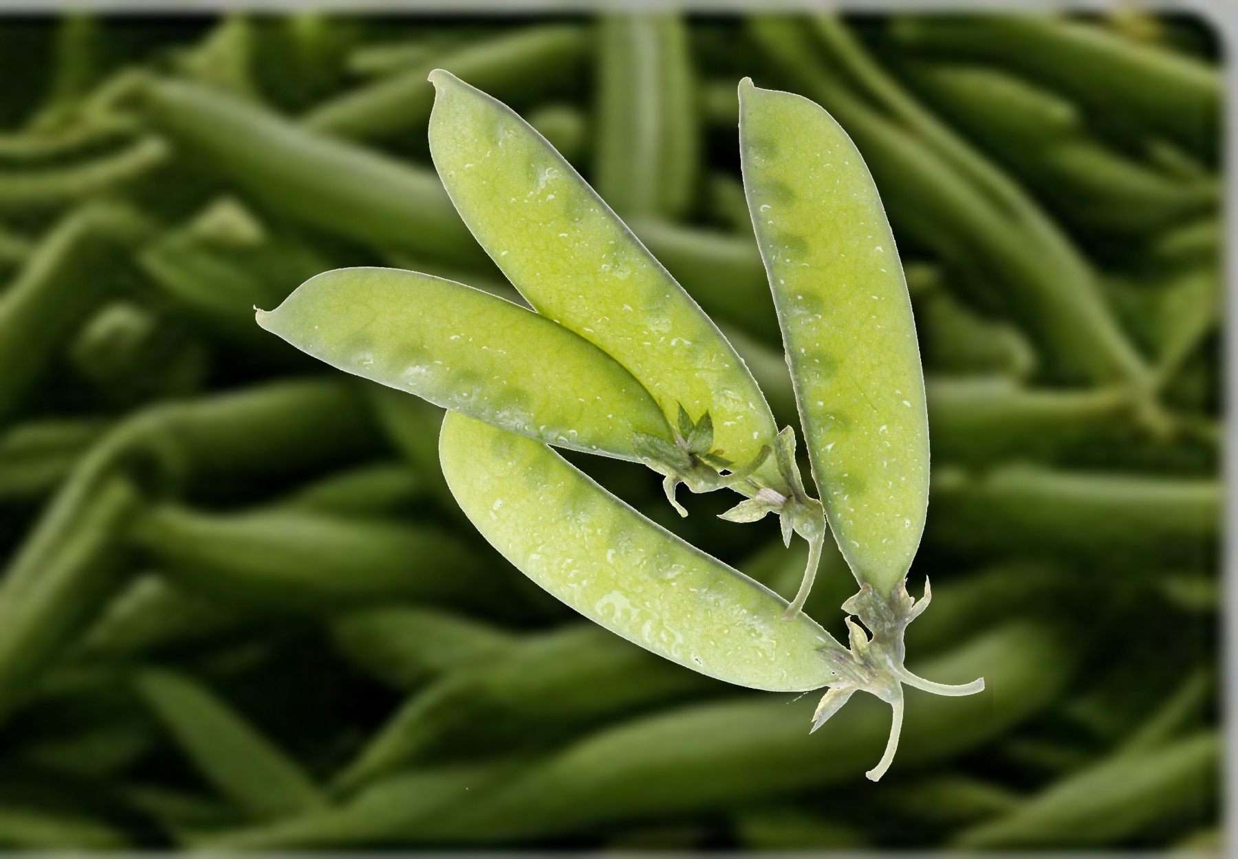 Egyptian Snow Peas & Sugar Snap Peas