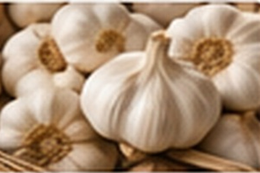 Egyptian Garlic