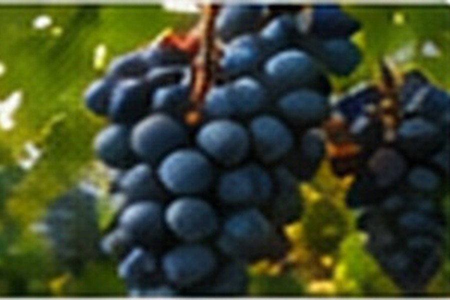 Egyptian grapes