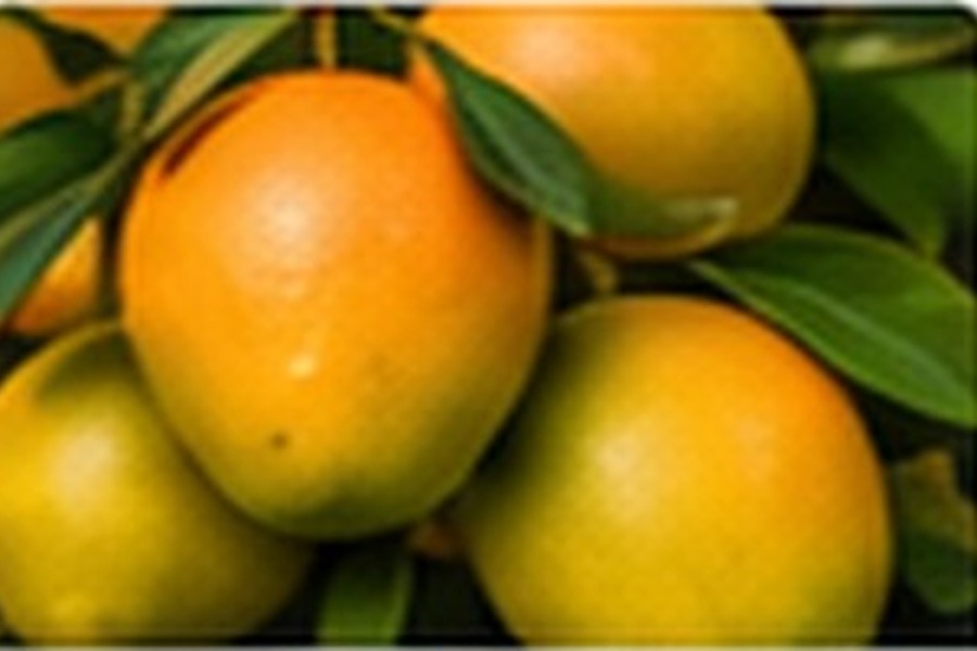 Egyptian Mangoes