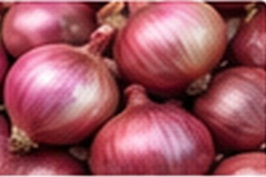 Egyptian Red Onions